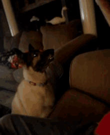 a dog sitting on a couch looking at something