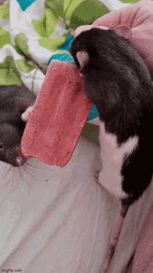 Cute Rats Ice Cream GIF - Cute Rats Ice Cream GIFs