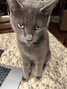 a gray cat sitting on a granite counter next to a laptop