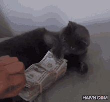 Cat Money GIF - Cat Money This Is Mine GIFs