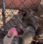 a monkey behind a chain link fence with a pink toy in its mouth