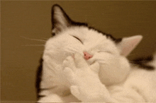 a black and white cat covering its face with its paws