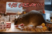Rat Eat Ice Cream Cute Rat GIF