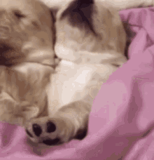 Puppies Sleeping GIF - Puppies Sleeping Cute GIFs