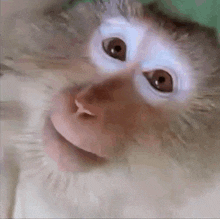 a close up of a monkey 's face with a blurred background