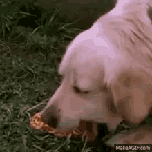 Dog Vomit GIF - Dog Vomit Spaghetti GIFs