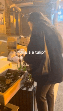 Tulip GIF - Tulip GIFs