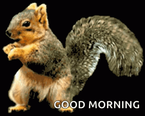 Squirrel Funny Gif Squirrel Funny Dance Discover Share Gifs