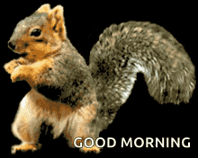 Squirrel Funny GIF