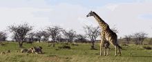 Giraffe Scare GIF - Giraffe Scare GIFs