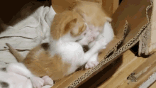 a brown and white kitten is playing with another kitten