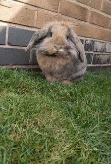 a rabbit is sitting in the grass near a brick wall
