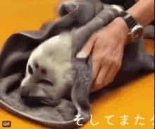 Seal Baby Seal GIF - Seal Baby Seal Towel GIFs