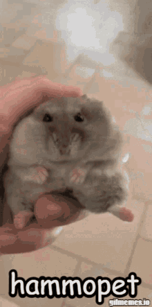 Hamster Hammopet GIF - Hamster Hammopet Ypanther GIFs