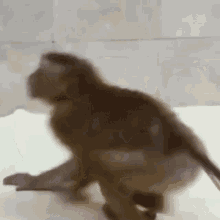 Monkey Funny GIF - Monkey Funny Backflip GIFs