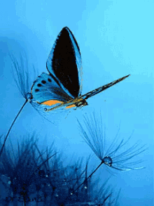 Butterfly Fly GIF - Butterfly Fly Animal GIFs
