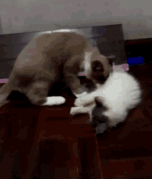 two cats are playing on a wooden floor .