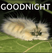 a fluffy cat is laying on a green leaf and the words goodnight are above it
