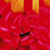 a close up of a red bow on a yellow item