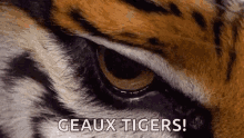 lsu football geaux tigers eyes tiger