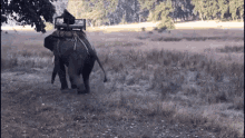 attacks elephant