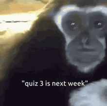Gibbon Quiz GIF - Gibbon Quiz Three GIFs