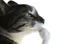 a close up of a cat 's face with its paw on its nose