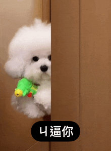 a white poodle holding a green toy behind a door with chinese writing on it