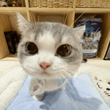 a close up of a cat looking at the camera with a bag of blue buffalo wild spirit in the background