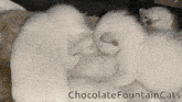 three white kittens are sleeping next to each other with the words chocolate fountain cats written above them