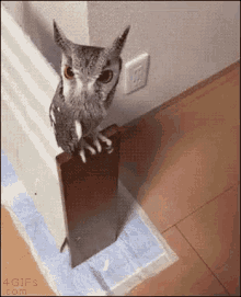 funny animals owl pet toy amazed