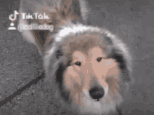 Cute Dog GIF - Cute Dog GIFs