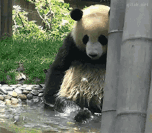 panda playing water foot splash