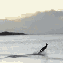Kangaroo Jumping Into The Ocean GIF - Kangaroo Jumping Into The Ocean GIFs