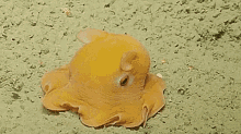 Octopus Cute GIF - Octopus Cute Umbrella Octopus GIFs