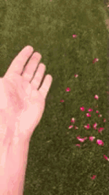 Pedals Flowers GIF - Pedals Flowers GIFs