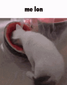 Melon Cat GIF - Melon Cat Funny GIFs