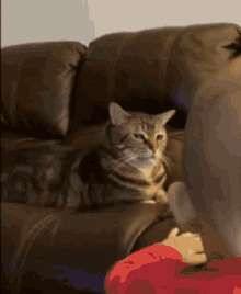 Cat Annoyed GIF - Cat Annoyed Annoyed Face GIFs