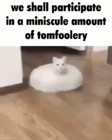 Tomfoolery We Engage In A Mild Amount Of Tomfoolery GIF - Tomfoolery We Engage In A Mild Amount Of Tomfoolery Roomba Cat GIFs