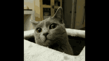 Cat Funny Cat But Fixed GIF - Cat Funny Cat But Fixed GIFs