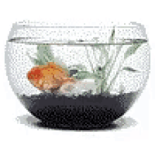 Fish Bowl GIF - Fish Bowl Gold Fish GIFs