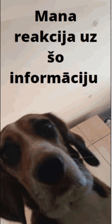 Dogs Reaction GIF - Dogs Reaction GIFs