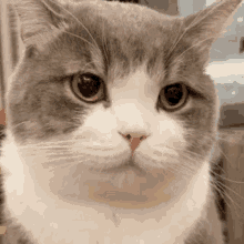 Cat Gaze GIF - Cat Gaze Stare GIFs