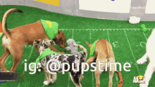 a group of dogs are playing on a football field with the hashtag @pupstime