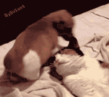 Playing Cat GIF