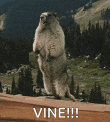 a ground squirrel is standing on its hind legs with the words vine written below it