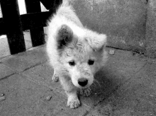 Wolf Puppy GIF - Cute Animal Dog GIFs