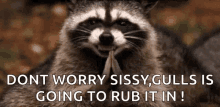 Vỗtay Raccoon GIF