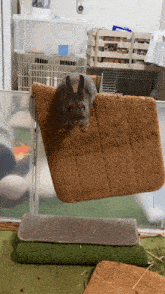 a small rabbit laying on a brown rug
