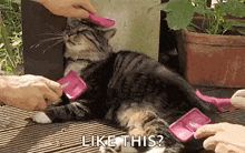 a cat is being brushed with a pink brush .